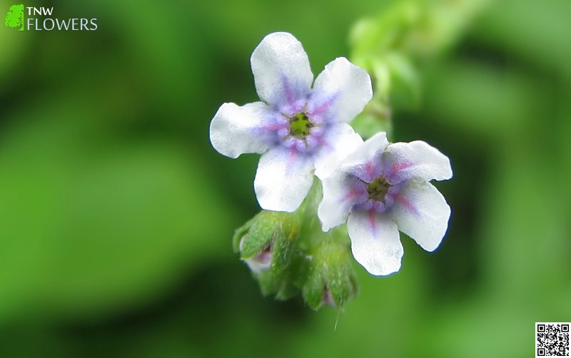 Lanceleaf Forget-Me-Not